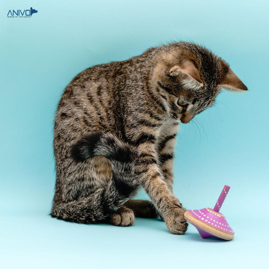 ANIVO PETS CAT TOYS